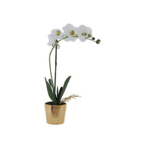 WHITE ORCHID IN GOLD POT 51CM
