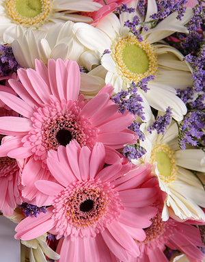 Thinking of You Gerbera Bouquet